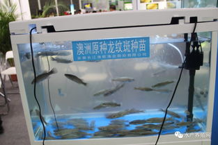 合肥漁博會盛況空前 近500家企業齊聚，亮點紛呈引領行業未來
